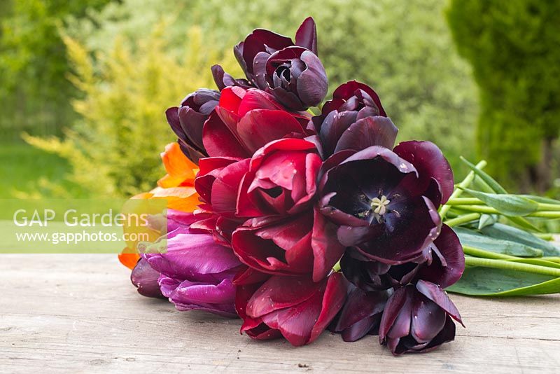 Collection of Tulipa 'National Velvet', 'General de Wet', 'Queen of Night' and 'Purple Flag' resting on a wooden surface