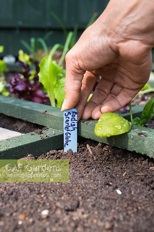 Square foot gardening. Planting Radish 'Scarlet Globe'. Adding label
