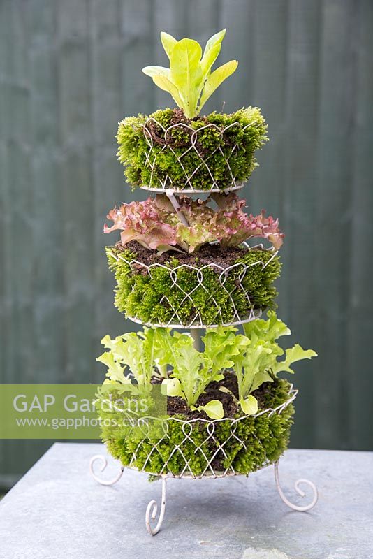 Layered lettuce container with Lettuce 'Little Gem' and 'Lollo Rosso'