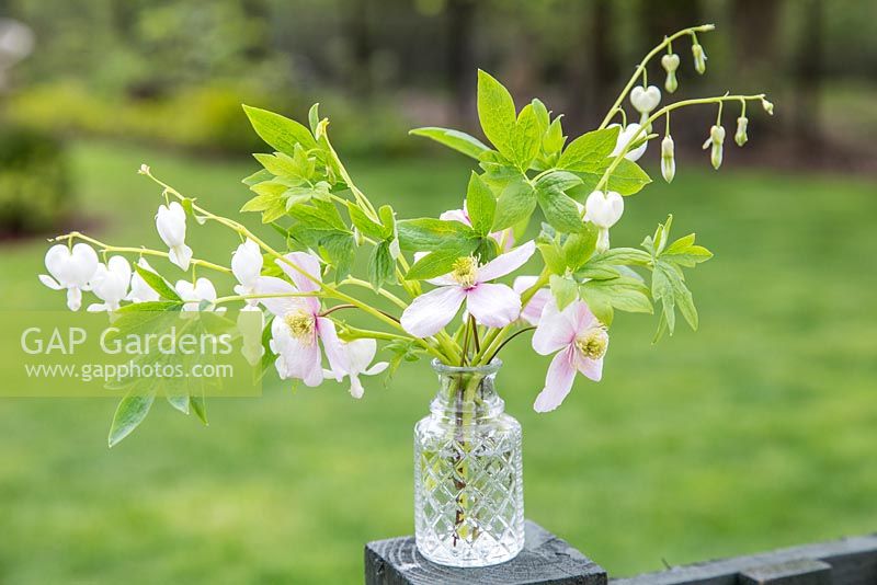 Display of Dicentra 'Alba' and Clematis
