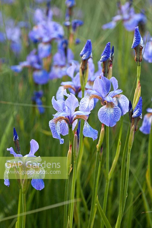 Iris sibirica 'Perry's Blue' and Juncus inflexus. RHS Chelsea Flower Show 2014, RBC Waterscape Garden, Gold medal winnrer