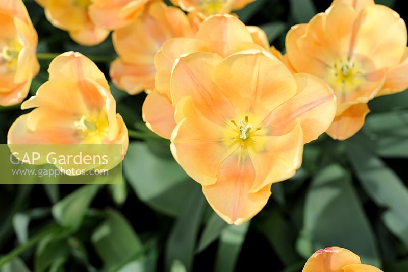 Tulipa 'Apricot Foxx' -  Tulips. 