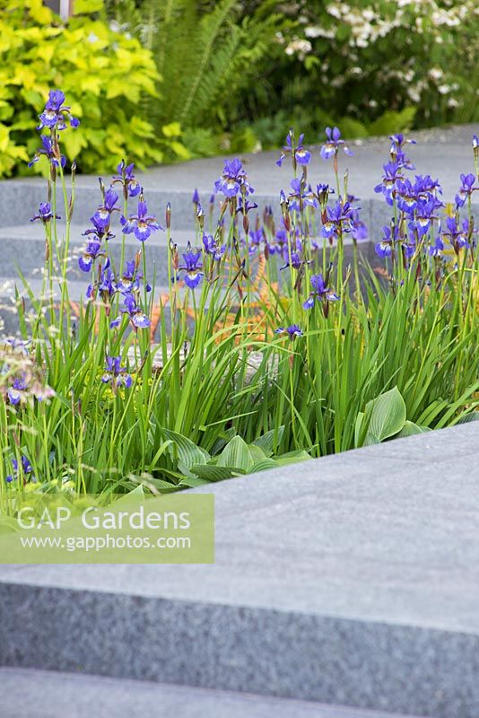 Planting of Iris sibirica 'Shirley Pope' and Hosta 'Royal Standard' in between granite walkway. RHS Chelsea Flower Show 2014 - The Brewin Dolphin Garden, awarded silver gilt