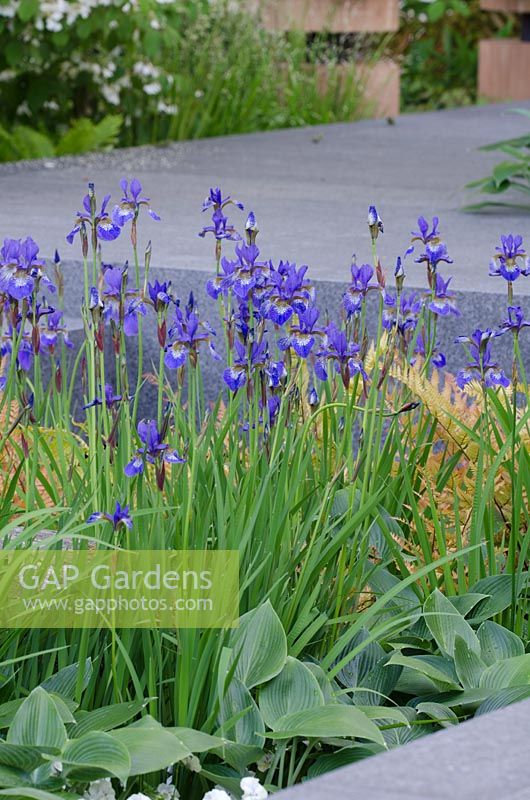 Iris sibirica with Dryopteris erythrosora and Hosta 'Royal Standard', The Brewin Dolphin Garden at the RHS Chelsea Flower Show 2014.
