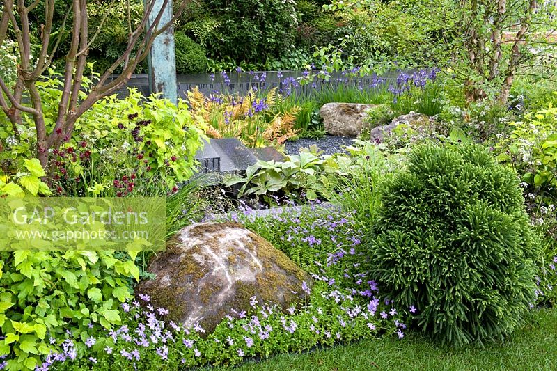 View across garden with small rock in foreground nestled in blue viola 'Martin' with rodgersia, conifer Cryptomeria japonica ‘Globosa Nana' and Iris sibirica 'Shirley Pope'. RHS Chelsea Flower Show 2014 - The Brewin Dolphin Garden, awarded silver gilt