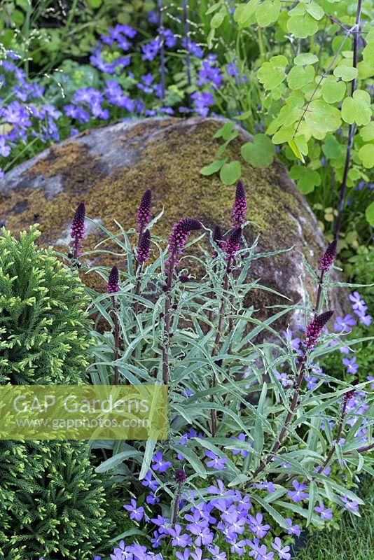 Large moss covered rustic boulder in garden. RHS Chelsea Flower Show 2014 - The Brewin Dolphin Garden, awarded silver gilt