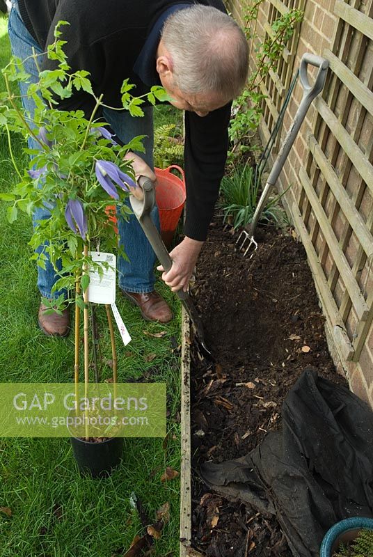 Man planting Clematis alpina 'Blue Dancer' - digging hole against wall with trellis