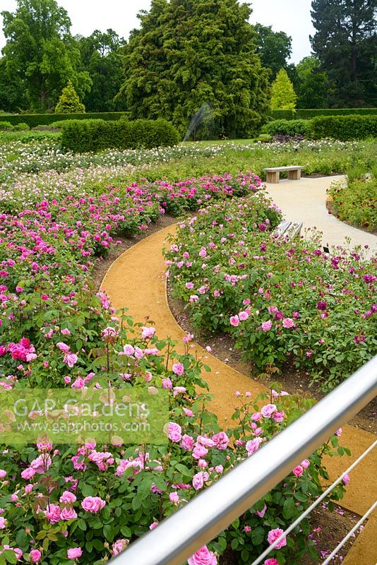 The Rose Garden, The Savill Garden, Windsor Great Park