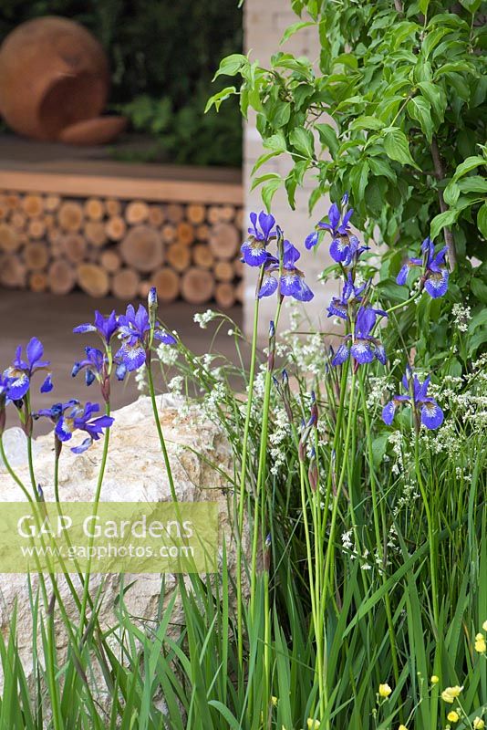The Homebase Garden 'Time to Reflect'. RHS Chelsea Flower Show 2014. Iris sibirica and Luzula sylvatica with view to log storage.