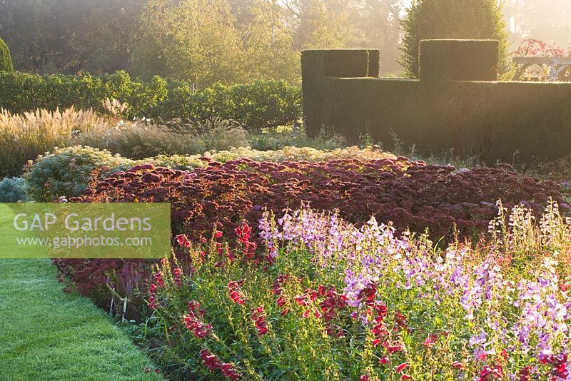 Trial beds at dawn with penstemons and sedums. Waterperry Gardens, Oxfordshire