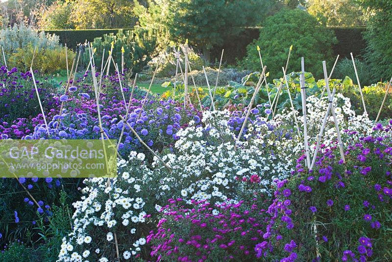 Asters in the trial beds. Waterperry Gardens, Oxfordshire