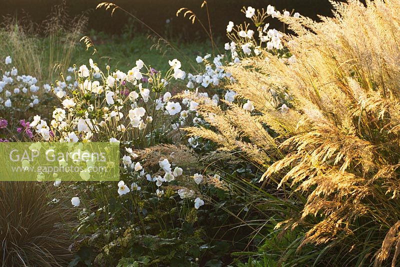 Trial beds at dawn with Anemone x hybrida 'Andrea Atkinson' and Calamagrostis brachytricha. Waterperry Gardens, Oxfordshire
