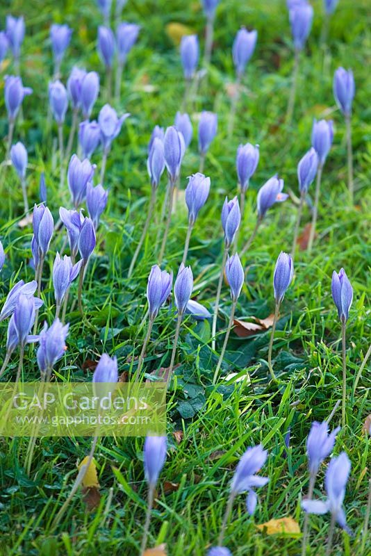 Autumn crocus in the lawn. Waterperry Gardens, Oxfordshire