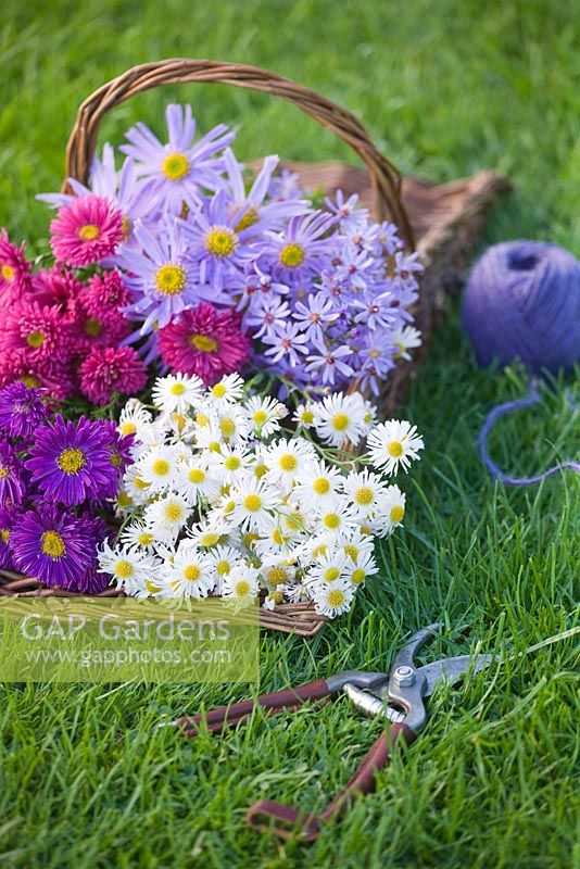 Autumn flowering daisies - asters in trug on lawn - styling by Jacky Hobbs