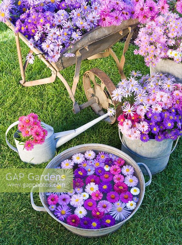 Asters in autumn on lawn in buckets, wheelbarrow, watering can and metal bowl. Waterperry Gardens, Oxfordshire. Styling by Jacky Hobbs