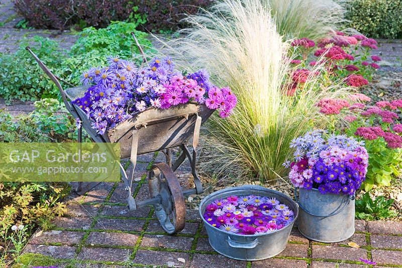 Asters in autumn beside stipa tenuissima and sedums  in buckets, wheelbarrow and floating in metal bowl. Waterperry Gardens, Oxfordshire. Styling by Jacky Hobbs