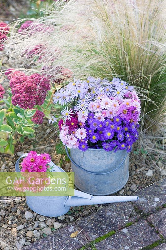 Asters in autumn beside stipa tenuissima and sedums in bucket and metal watering can. Waterperry Gardens, Oxfordshire. Styling by Jacky Hobbs