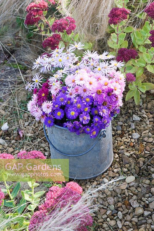 Asters in autumn in metal bucket. Waterperry Gardens, Oxfordshire. Styling by Jacky Hobbs