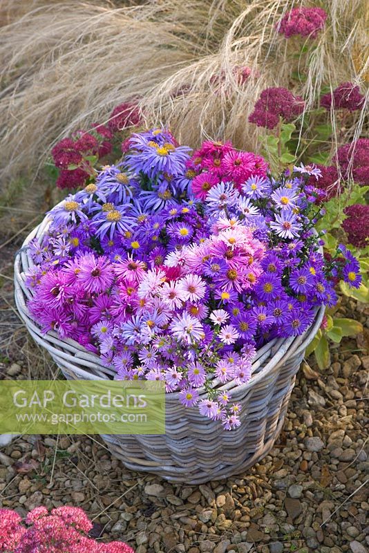Asters in autumn beside stipa tenuissima and sedums in wicker basket. Waterperry Gardens, Oxfordshire. Styling by Jacky Hobbs