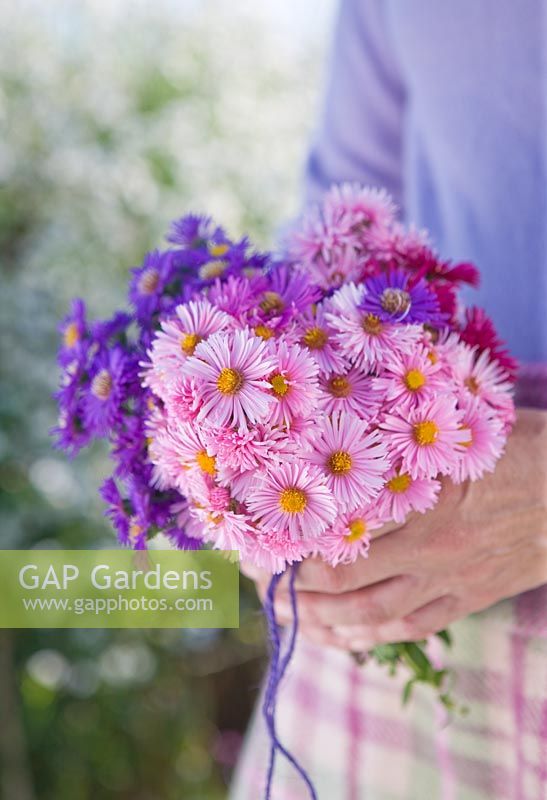 Woman holding posie of autumn flowering asters 