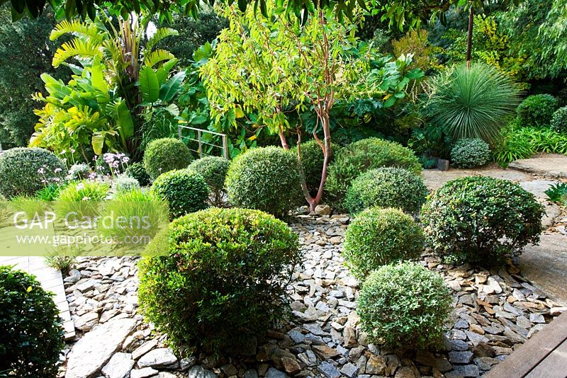 Area of slate with clipped topiary balls and bark of arbutus glandulosa. Designer: Jean-Laurent Felizia, France