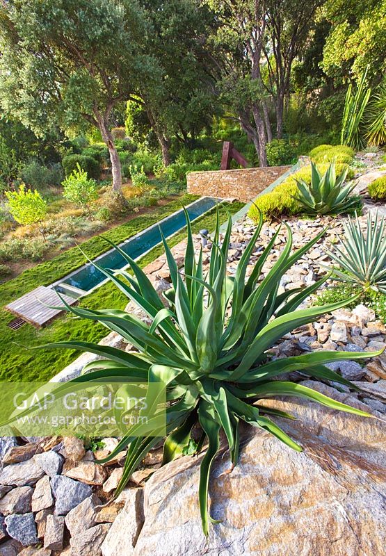 View down from roof of pool house with agave to lawn and swimming pool below