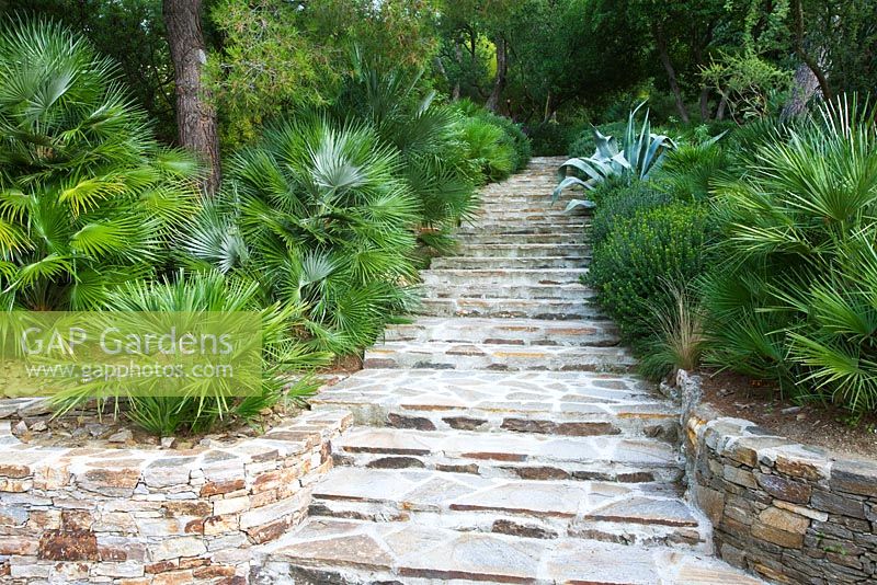 Stone steps leading through garden with agave and shade planting 