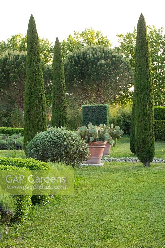 Clipped cypresses - cupressus sempervirens - and terracotta containers with opuntia cactus. Les Confines, Provence, France