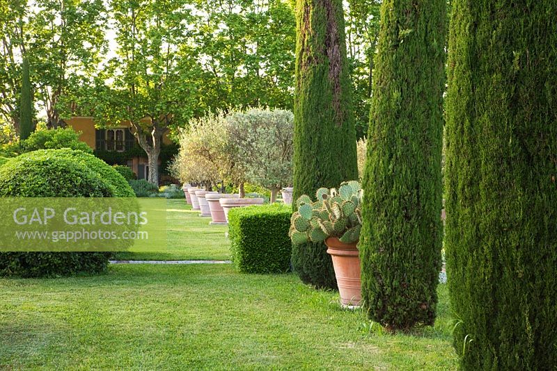 Clipped cypresses - cupressus sempervirens and terracotta containers with oputia cactus and olive trees. Les Confines, Provence, France