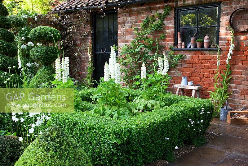 Clipped topiary shapes of Buxus sempervirens and Taxus baccata with white flowered plants including Lupinus 'Noble Maiden', Epimedium x rubrum, Campanula lactiflora 'Alba', Digitalis purpurea f. albiflora, Allium stipitatum 'White Giant', Allium stipitatum 'Mount Everest', Armeria  and Rosa 'Adelaide d'Orleans' in The Topiarist Garden at West Green House