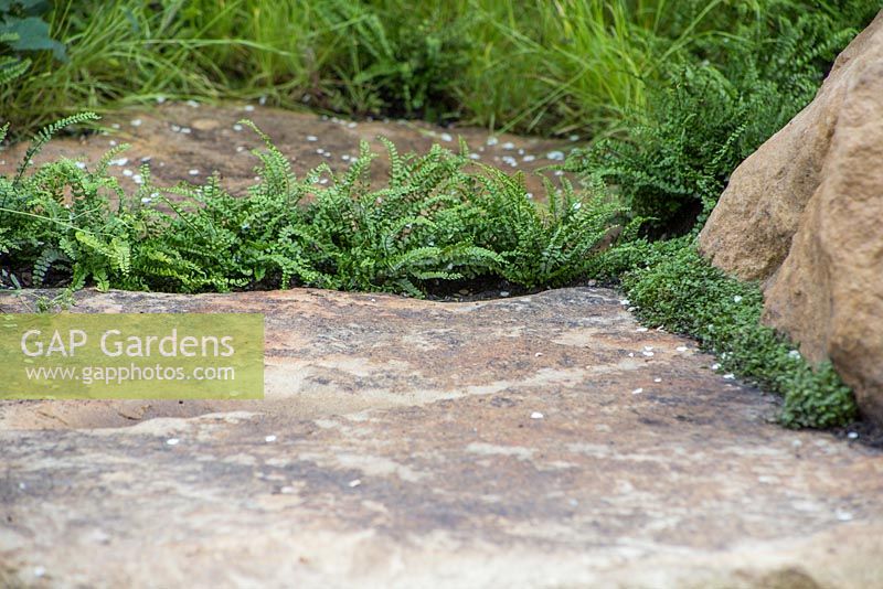 Yorkshire stone path planted with Asplenium trichomanes and Soleirolia soleirolii. Tour de Yorkshire, RHS Chelsea Flower Show 2014