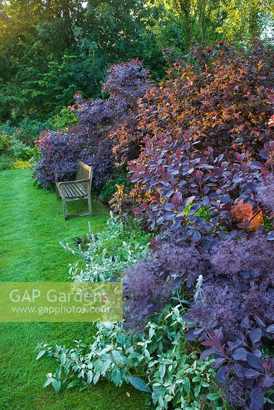 Wooden bench next to border with Cotinus Coggygria 'Royal Purple'  