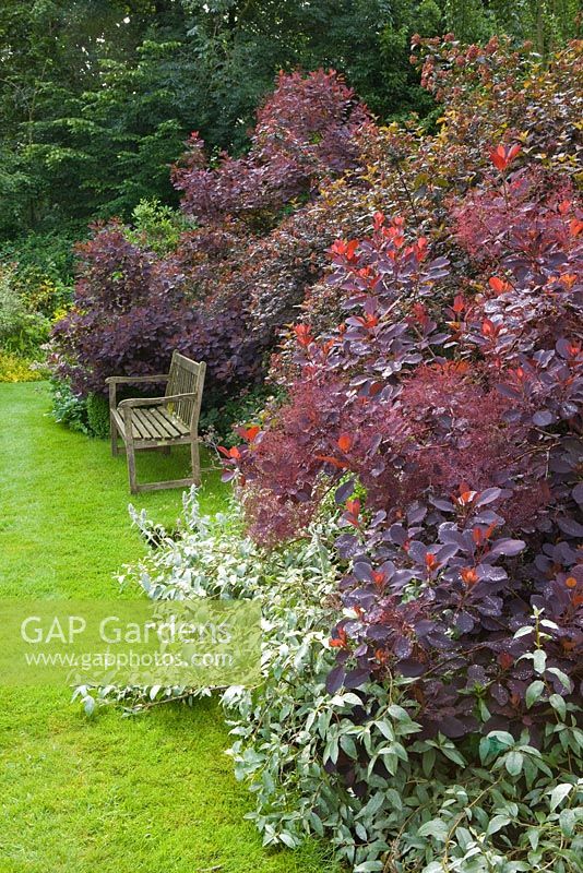 Wooden bench on lawn beside border with Cotinus Coggyria 'Royal Purple' - smoke bush 