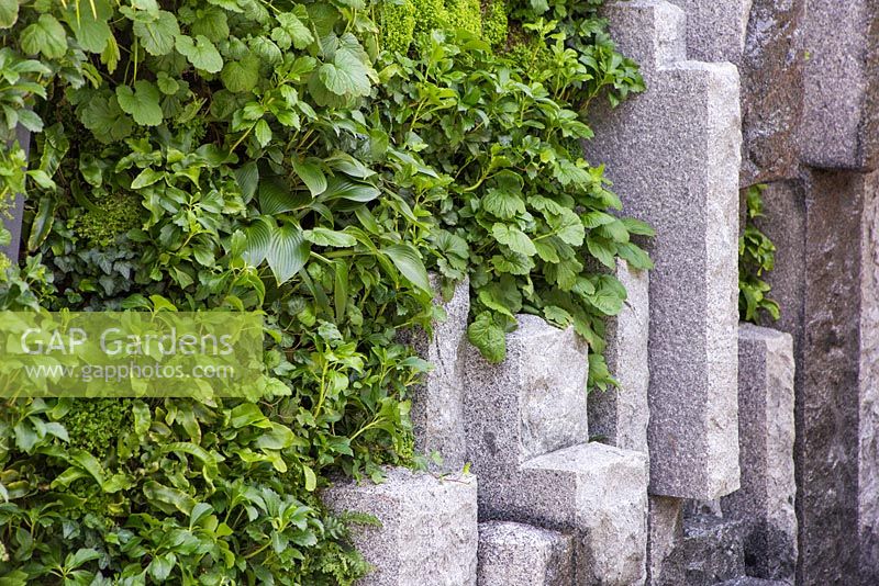 Vertical planting of Hedera helix 'Wonder', Soleirolia soleirolii, Hosta 'Halcyon', Pachysandra terminalis, Polystichum aculeatum and Geumrivale with crafted stone feature. The Mind's Eye garden for the RNIB, gold medal winner. RHS Chelsea Flower Show 2014. 