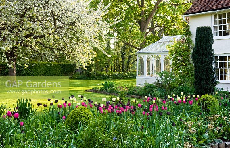 White conservatory beside the house with lawn and border full of tulips in the foreground