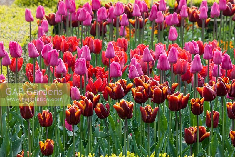 Mixed tulip border