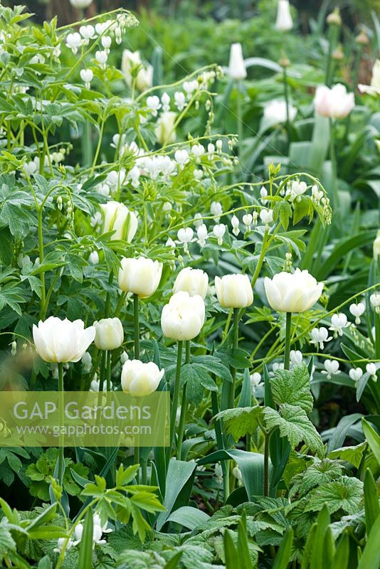 The white garden with white bench and Tulipa 'Spring Green' and Dicentra 'Alba'
