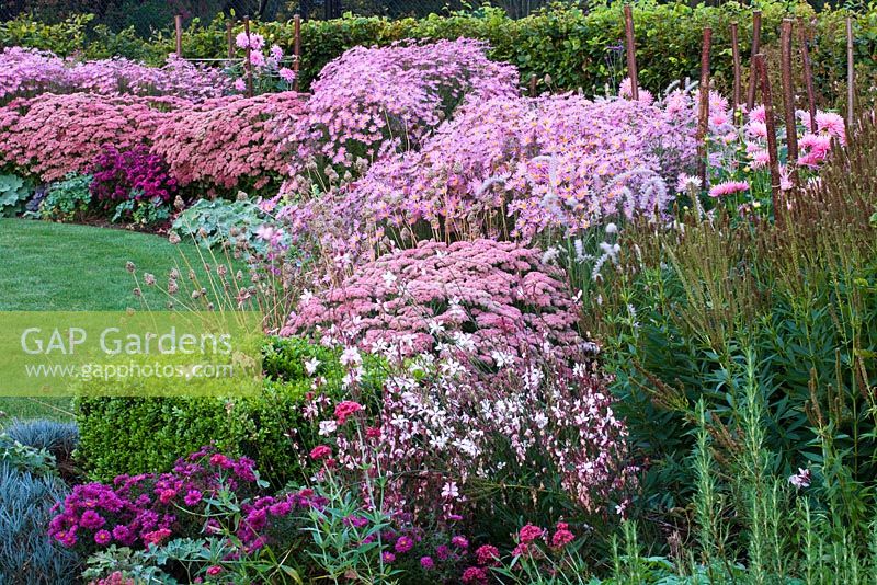 Autumn border in pink with Dahlia 'Princess Park', Aster 'Jenny', Chrysanthemum 'Clara Curtis', Sedum 'Autumn Joy', Veronicastrum 'Pink Glow'. Ulting Wick, Essex