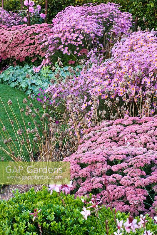 Autumn border in pink with Dahlia 'Princess Park', Aster 'Jenny', Chrysanthemum 'Clara Curtis', Sedum 'Autumn joy', Gaura 