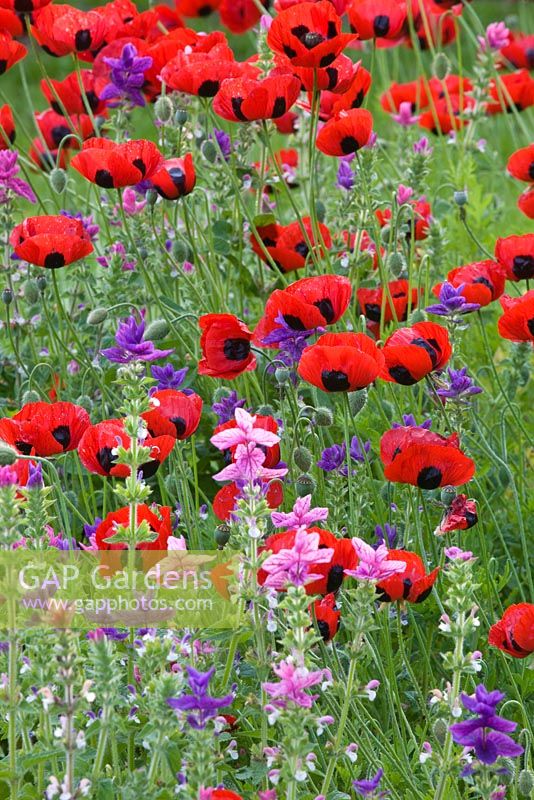 Ladybird poppies - papaver commutatum, caucasian scarlet poppy - in the kitchen garden. Painswick Rococo Garden, Gloucestershire 