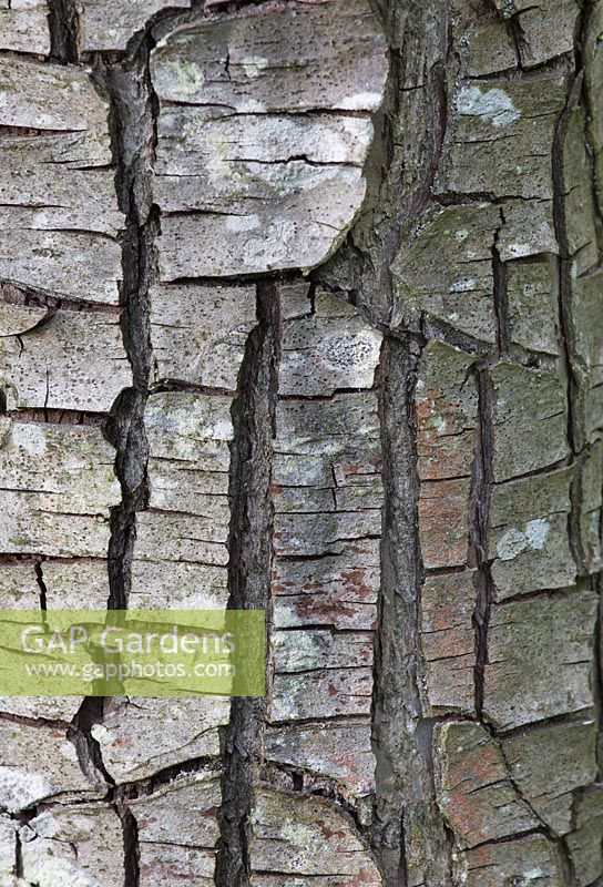 Bark of Pear 'Louise Bonne of Jersey'. Painswick Rococo Garden, Gloucestershire 