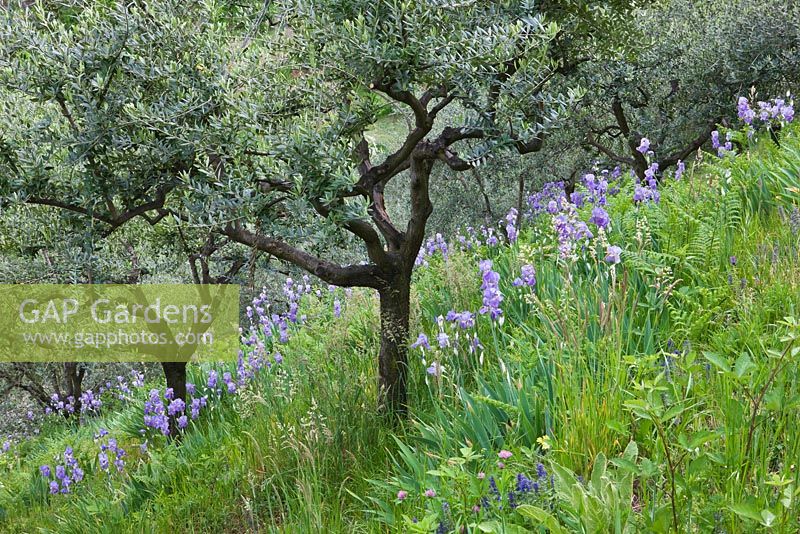 Olive grove with iris pallida dalmatica 