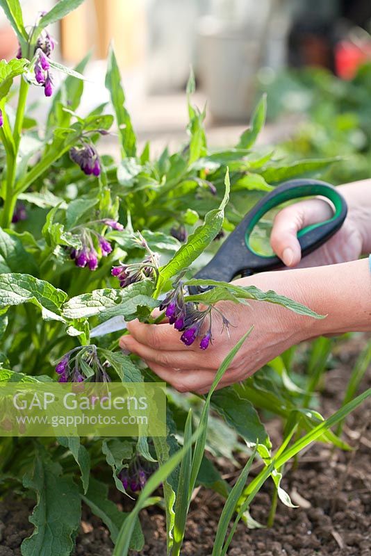 Picking comfrey growing in raised bed with herbs and vegetables. - Making a home made fertilizer from common comfrey - Symphytum officinale