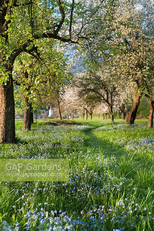 Grass path through and old apple orchard with Myosostis - Forget me nots
