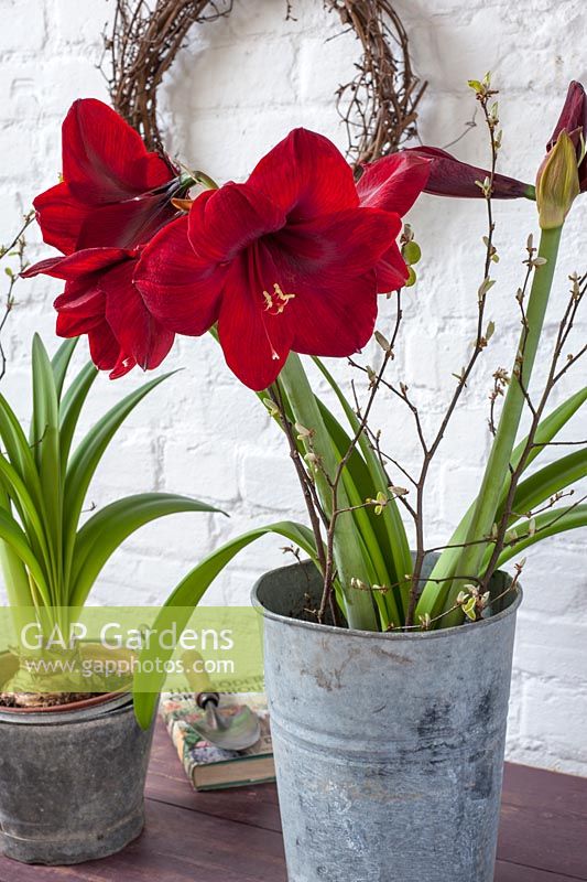 Red Amaryllis in metal container