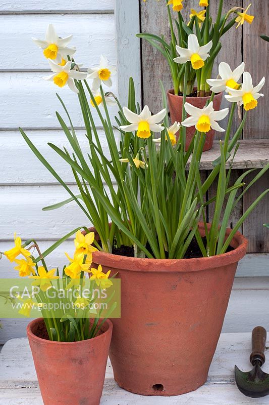 Narcissus 'Tete a Tete' with 'Jack Snipe' in containers