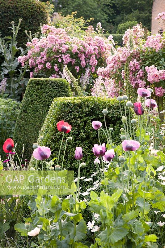 Clipped topiary with summer planting of Rosa 'Ballerina' standards, Papaver, Digitalis. Chenies Manor, Buckinghamshire
