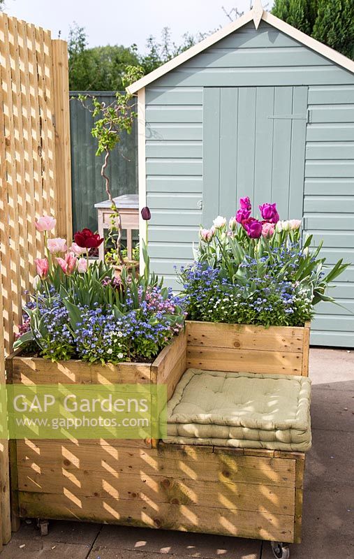 Movable container with view to shed. Hyacinthus orientalis 'Fondant', Hyacinthus 'Woodstock', Tulipa triumph 'Negrita', Chionodoxa 'Pink Giant' and Myosotis - Forget me Not.