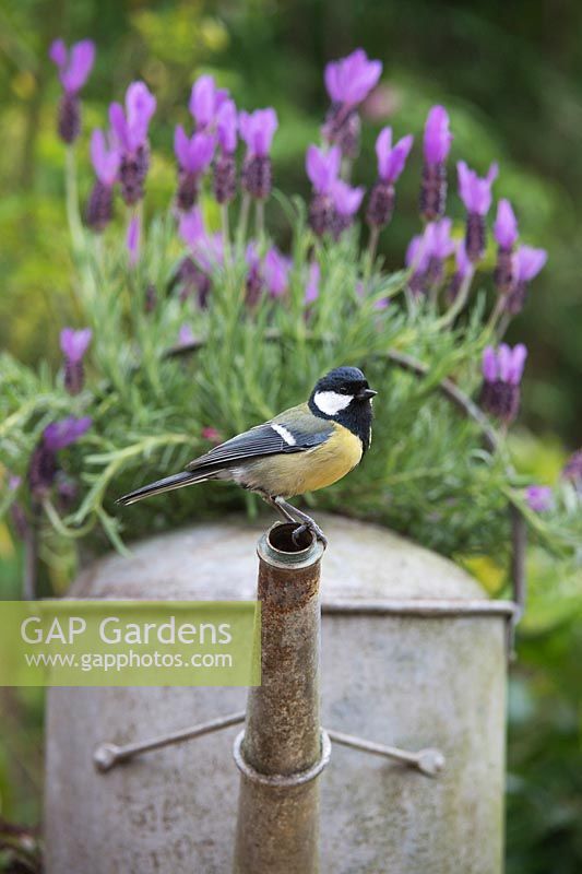 Parus major - Great tit perched on an old garden watering can planted with lavender