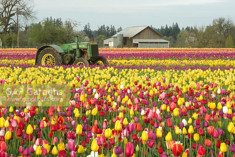 Spring field with mixed Tulipa -  Tulips, tractor, and barn at the annual Wooden Shoe Tulip Festival. 
